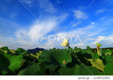 筑波山と蓮の花 128952802