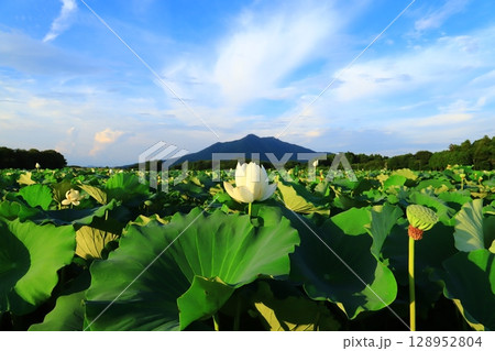 筑波山と蓮の花 128952804