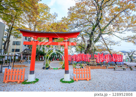 秋の秩父今宮神社 龍神木 埼玉県秩父市 秋の秩父今宮神社 龍神木 埼玉県秩父市 128952808