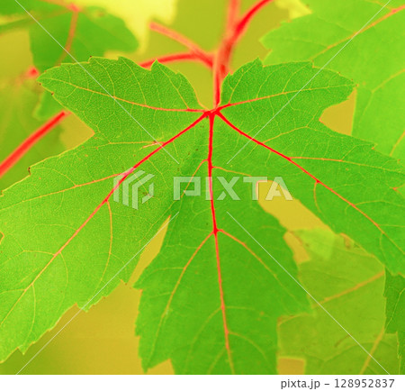 青い葉と赤い葉脈が綺麗な楓(紅葉)の一種(名称は不明) 青い葉と赤い葉脈が綺麗な楓(紅葉)の一種(名称は不明) 128952837
