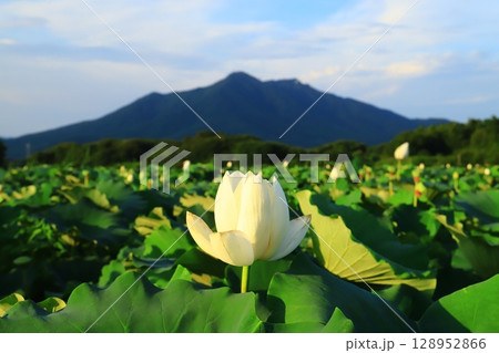 筑波山とハスの花 筑波山とハスの花 128952866