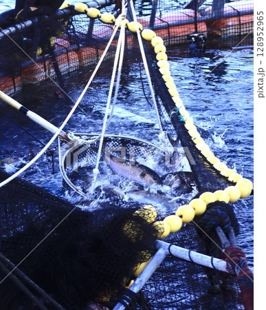 カンパチ出荷 カンパチ出荷 128952965