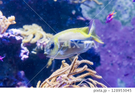 Yellowfin surgeonfish swimming in reef-like environment 128953045