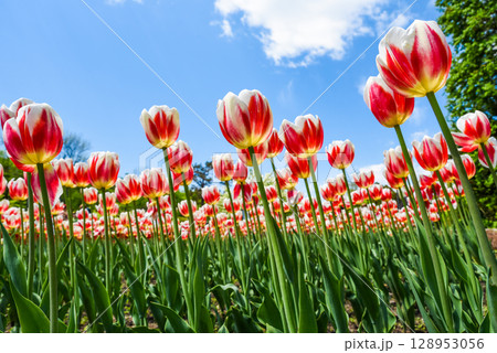 Colorful spring scene with blooming Happy Generation tulips. Triumph variety with flame-like red streaks on white petals glowing in daylight. Colorful spring scene with blooming Happy Generation tulips. Triumph variety with flame-like red streaks on white petals glowing in daylight. 128953056