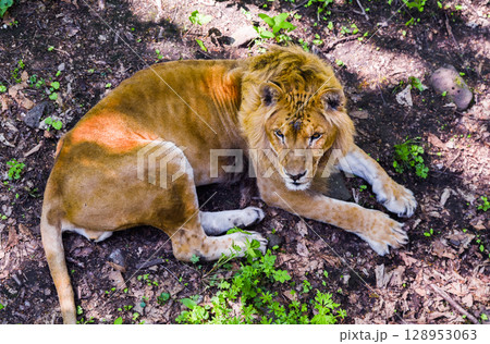 Close view of a male lion resting on forest floor, gazing to the side. His intense expression and rich mane are framed by light and fallen leaves. Close view of a male lion resting on forest floor, gazing to the side. His intense expression and rich mane are framed by light and fallen leaves. 128953063