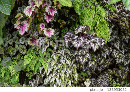 A vibrant arrangement of Begonia rex leaves in various shades of pink, silver, and green mixed with ferns creates a rich tropical foliage display. 128953082
