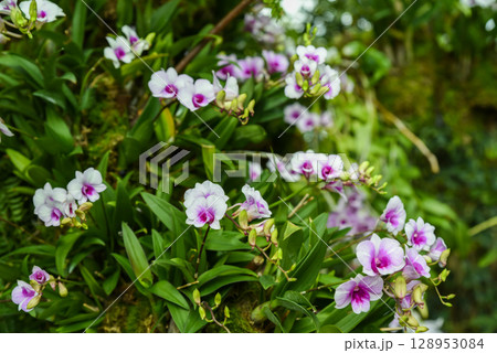 White and pink Dendrobium orchids blooming on a green mossy slope. Elegant tropical flowers with vibrant centers in a natural outdoor setting. 128953084
