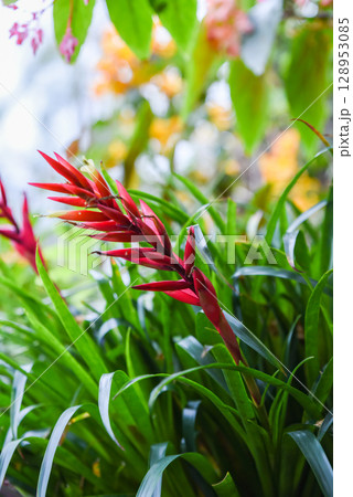 Close-up of a vivid red Billbergia flower blooming among long green leaves, captured in a tropical garden with colorful blurred background. Close-up of a vivid red Billbergia flower blooming among long green leaves, captured in a tropical garden with colorful blurred background. 128953085