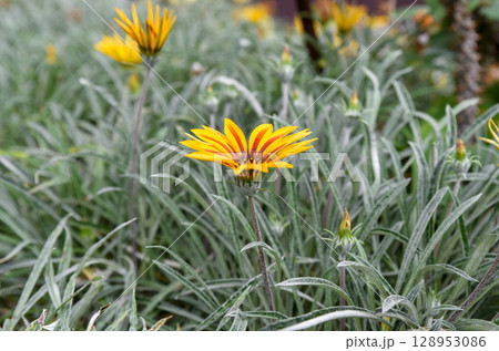 Bright yellow and red Gazania flower blooming among silver-green leaves. Drought-tolerant plant with striking daisy-like petals in natural outdoor light. Bright yellow and red Gazania flower blooming among silver-green leaves. Drought-tolerant plant with striking daisy-like petals in natural outdoor light. 128953086