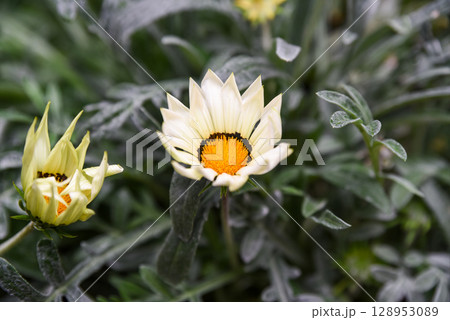 Closeup of blooming Gazania rigens flower with creamy yellow petals and bright orange center, surrounded by green leaves in a summer garden. 128953089