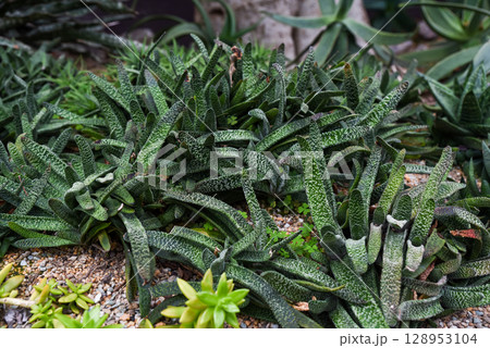 Cluster of Gasteria carinata with mottled green leaves growing in a dry cactus garden, surrounded by gravel and other succulents in a desert landscape. Cluster of Gasteria carinata with mottled green leaves growing in a dry cactus garden, surrounded by gravel and other succulents in a desert landscape. 128953104