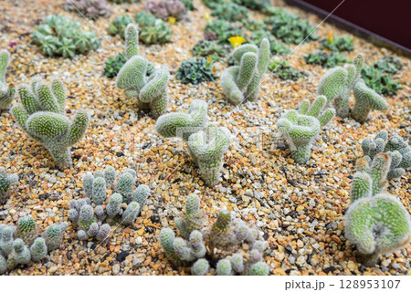 Close-up of various Opuntia microdasys cacti growing in gravel. Fuzzy green pads with white glochids in a desert-inspired succulent garden setting. 128953107