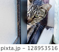 外から室内を覗く野良ねこ 128953516