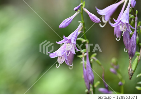 ギボウシ（擬宝珠）の花 128953671