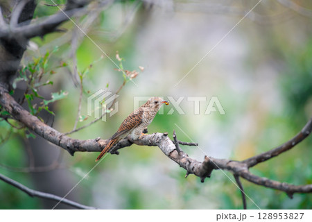Bird (Plaintive Cuckoo) in a nature wild 128953827