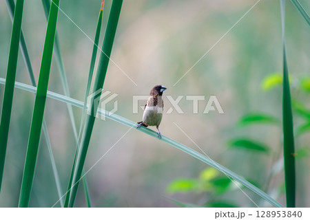 Bird (Scaly-breasted Munia) in a nature wild Bird (Scaly-breasted Munia) in a nature wild 128953840