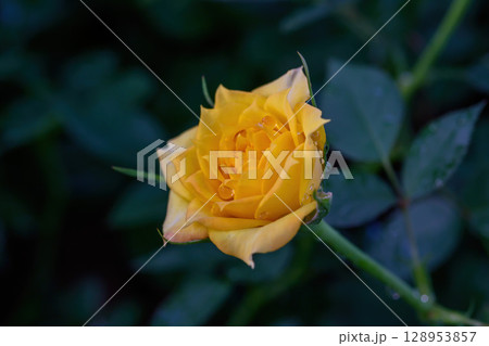 A yellow rose with water droplets on its petals blooms in the garden. 128953857