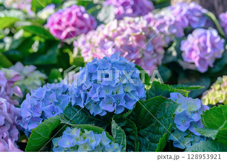 Blooming Hydrangeas flowers in the garden at Chiang Mai, Thailand. 128953921