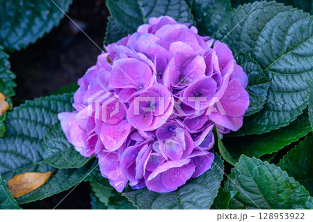 Blooming Hydrangeas flowers in the garden at Chiang Mai, Thailand. Blooming Hydrangeas flowers in the garden at Chiang Mai, Thailand. 128953922