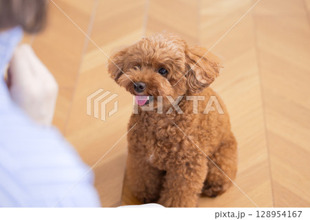 ペット　しつけ　お座りしているトイプードル 128954167