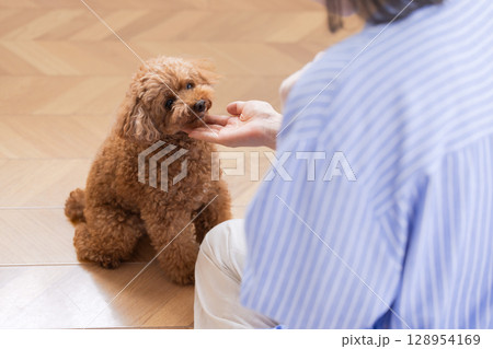 ペット しつけ お座りしているトイプードル ペット しつけ お座りしているトイプードル 128954169