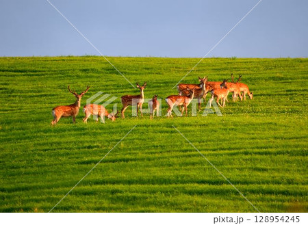 丘の上のエゾシカ 128954245