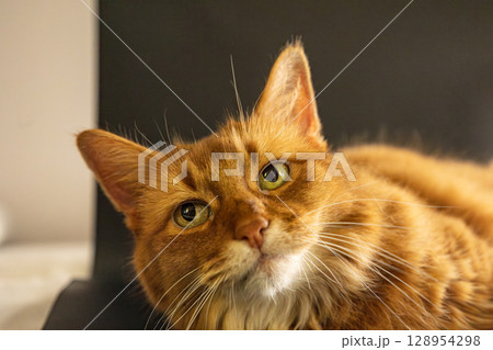 見つめる猫 128954298