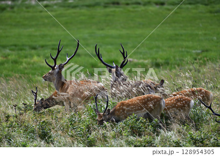 草原で生きるエゾシカ 128954305