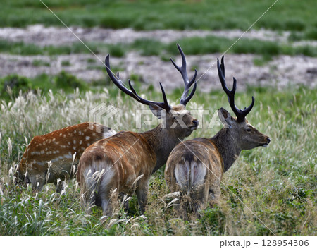 草原で生きるエゾシカ 128954306