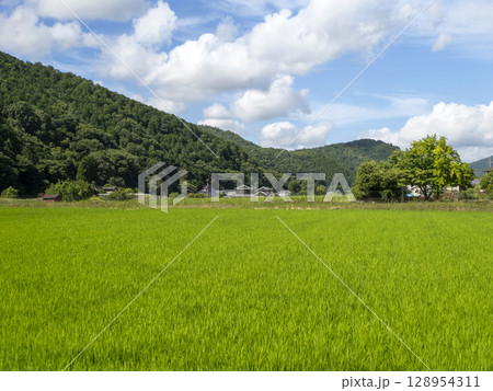 大阪府の能勢町宿野に広がる田園風景 大阪府の能勢町宿野に広がる田園風景 128954311