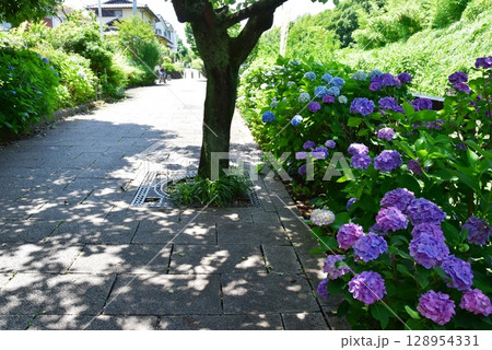 横浜市 阿久和川集いのまほろば遊歩道と紫陽花 横浜市 阿久和川集いのまほろば遊歩道と紫陽花 128954331