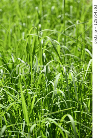 夏の草むら 夏の草むら 128954363