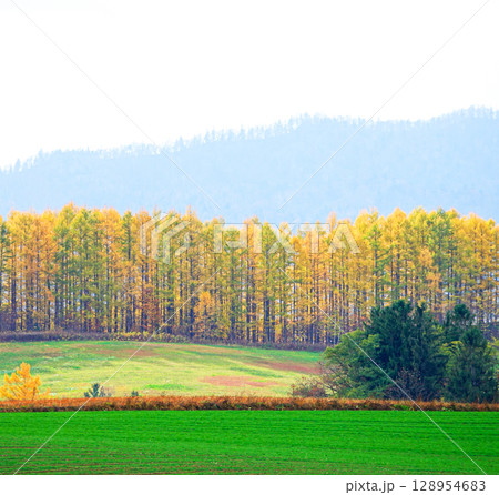 紅葉したカラマツ林が見える北海道美瑛町の秋の風景 128954683