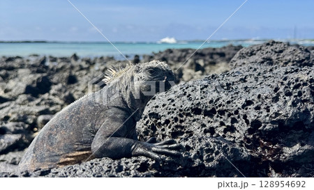 火山岩に座る海イグアナの横顔ショット（ガラパゴス諸島） 128954692