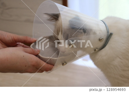 透明のエリザベスカラーで水を飲むラグドール 透明のエリザベスカラーで水を飲むラグドール 128954693