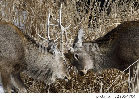 角合わせをするエゾシカの若い個体 128954704
