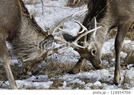 角合わせをするエゾシカの若い個体 128954708
