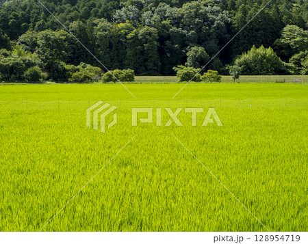 新緑の苗が育つ水田 128954719