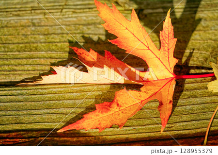 公園のベンチに落ちた楓（紅葉）の枯葉 128955379