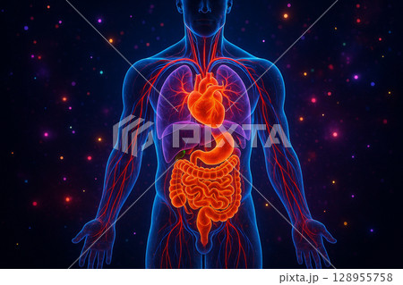AI generated front view of male body showing glowing heart lungs stomach and intestines with neon blue red and orange lights in sci fi biological style over dark abstract background 128955758