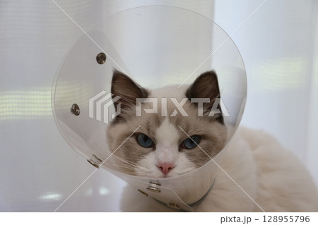 透明のエリザベスカラーをつけられて怒るラグドール 128955796