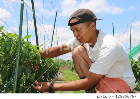 青空とピーマンを収穫する若い男性 青空とピーマンを収穫する若い男性 128956767