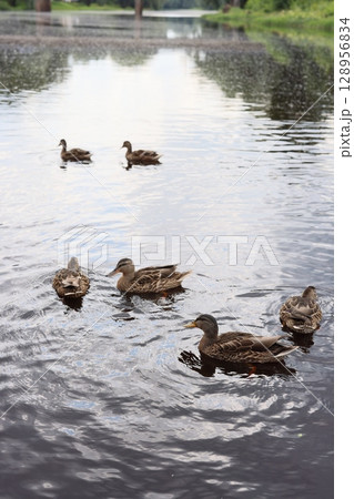 Serene Ducks Those Gentle Creatures Swimming Gracefully in the Tranquil Water of Nature 128956834
