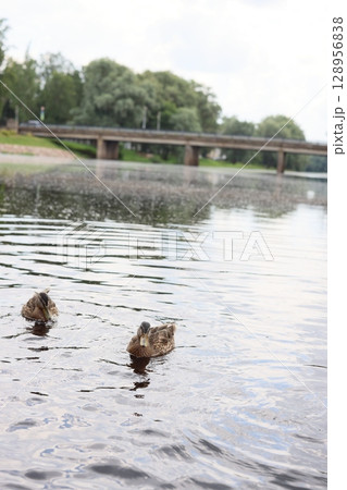 A serene and beautiful water scene featuring ducks gracefully swimming on the calm surface 128956838