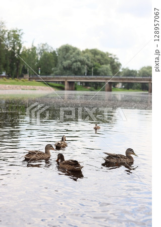 Ducks Can Be Seen Gracefully Swimming in the Calm and Tranquil Waters of a Beautiful Pond Ducks Can Be Seen Gracefully Swimming in the Calm and Tranquil Waters of a Beautiful Pond 128957067