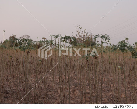 Dried Crops Spread Across a Beautiful Rural Landscape During a Stunning Sunset Evening Hour 128957076