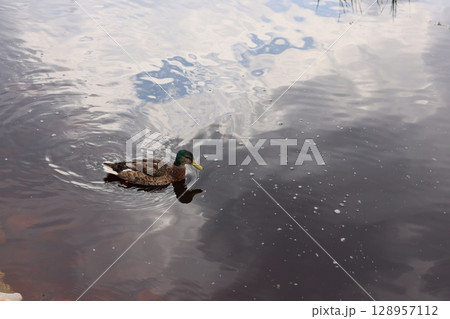 A tranquil Mallard Duck swimming in calm waters that reflect the sky above beautifully 128957112