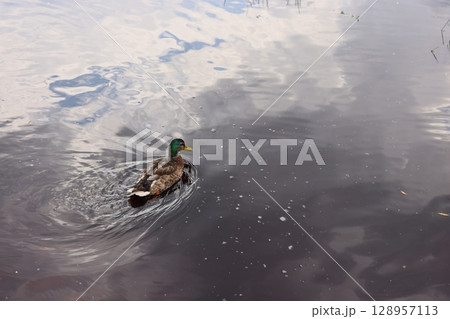 A Duck Gracefully Swimming on the Reflective Surface of Calm Water Under the Sky 128957113