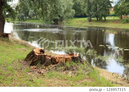 A tree stump can be found by a calm and serene water body, surrounded by lush greenery 128957315