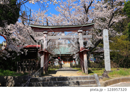加茂春日神社の鳥居越しの満開のソメイヨシノ 加茂春日神社の鳥居越しの満開のソメイヨシノ 128957320